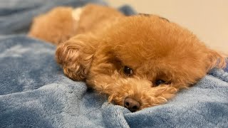 Our Toy Poodle is CRYING 😭 HOWLING every time we leave her [upl. by Nalani]