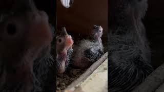 Cockatiel babies🐣parrot cockatiel cockatielsinging birds cockatielsound pets ytshorts cute [upl. by Janaya]