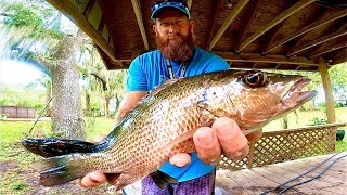 SNAPPER FISHING THE INTERCOSTAL CATCH CLEAN COOK [upl. by Ecidna945]