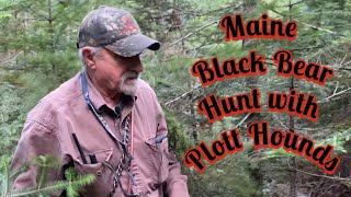 Maine Black Bear Hunt with Plott Hounds Treed [upl. by Ydok]