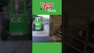 Milking the Cows 🐄  Tractor Ted Shorts  Tractor Ted Official Channel [upl. by Chilt]