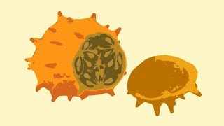 Drawing Horned Melon  Kiwano Health Benefits [upl. by Darwin]