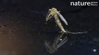 Female Mosquito emerging from its aquatic pupa June [upl. by Akimyt]