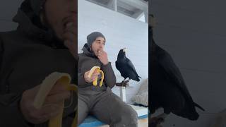 Banana 🍌 animal commonraven birds ravenbird воронгоша raven animals [upl. by Eniamrehc]