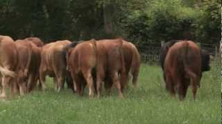 Limousin  Quality Irish Livestock [upl. by Winikka506]