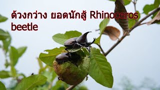 ด้วงกว่างชน แมงกว่าง ด้วงกว่าง ยอดนักสู้ Rhinoceros beetle อยู่บนต้นฝรั่งและกินฝรั่งเป็นอาหาร [upl. by Danit339]