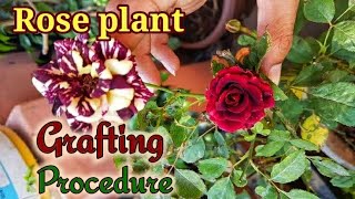 How to make Bud Grafting of Roses with 100 Success NURSERY METHOD REVEALED [upl. by Ennaeirb545]