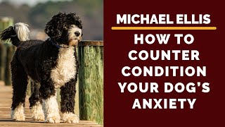 Michael Ellis on How to Counter Condition Your Dogs Anxiety [upl. by Gnoud]