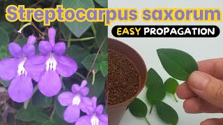 Streptocarpus saxorum  2 BEST ways to Propagate [upl. by Forward]