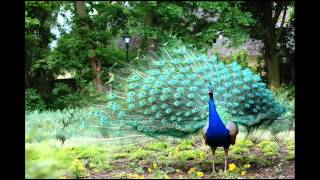 Paw  Piosenka ludowa z okolic Zamościa Polish folk song from Zamość region [upl. by Hurless]