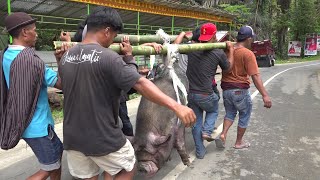 Mangarara Tongkonan Lombok Lion Tondok Iring Part 3 [upl. by Znarf585]