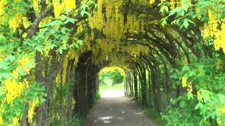 The Laburnum arch in the gardens of Balmoral estate Crathie Scotland 2624 [upl. by Artemisia]