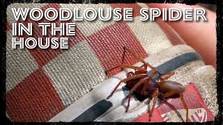 Woodlouse Spider in the House [upl. by Emelita]