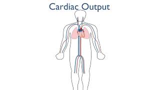 Cardiac Output [upl. by Luby]