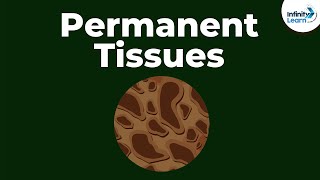 What are Permanent Tissues  Dont Memorise [upl. by Thorley211]