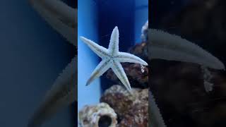 Starfish chilling ocean poissons underwater nature [upl. by Adiv939]