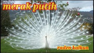 Burung merak putih mekar [upl. by Hardden]