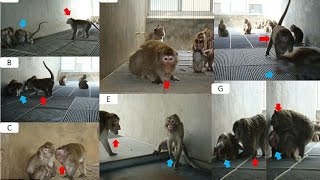 Monkeys suffer from depression too Primates shun eating and grooming to sit hunched [upl. by Urd]