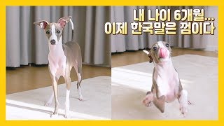 This Dog Never Barks Italian Greyhound Morning Routine Vlog [upl. by Benildis925]