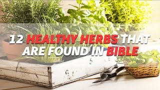 12 Healthy Herbs That Are Found in Bible  Natural Healing  Healthy Herbs [upl. by Aiahc]