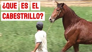 El cabestrillo y otros temas de enfrenadura del Caballo Peruano de Paso [upl. by Shrier]