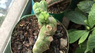 2 Years 10 Month Trichocereus Bridgesii and Pachanoi Seedlings from seed [upl. by Stier357]