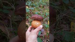 boletus funghi porcini seta cogumelo mushroom ciuperci pilze [upl. by Domini767]