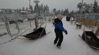 Husky Dog Sledging at Ruka Lapland Walking through the Kennels [upl. by Katharina]