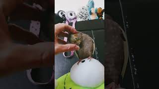 I was so confused between the twins today 😂 foryou cockatielfunny cockatiel boost viralshort [upl. by Yttiy]