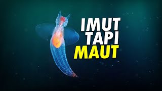 Bidadari Imut di Tengah Laut AlamSemenit [upl. by Kcirded]