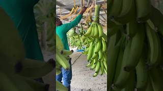 PRODUCCIÓN DE CALIDAD  PLÁTANO MACHO agricultura exportación plátano colombia platanomacho [upl. by Ydda]