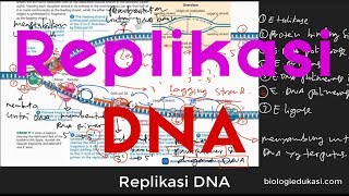 Replikasi DNA Leading Strand dan Leagging Strand [upl. by Callan522]