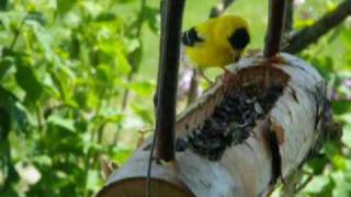 Remplir les mangeoires des oiseaux et ajouter du suif dans les bûches trouées SaintFabiendePanet [upl. by Nnahgiel]