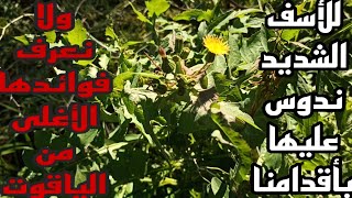 نبات التفاف الطري واستخداماته العلاجية والإقتصادية التاريخية  Sonchus tenerrimus [upl. by Aleibarg457]