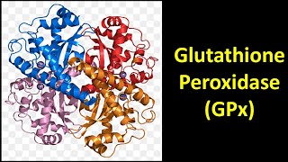 Glutathione Peroxidase GPx [upl. by Begga]