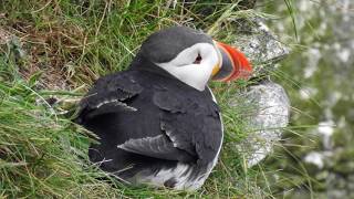 Puffin RSPB Bempton Cliffs [upl. by Notrub]