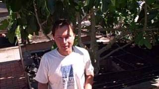 How to Save Seeds  Melon Chickweed Arugula and Nasturtium [upl. by Woehick]