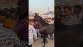 Pushkar fair 2024 [upl. by Mraz]