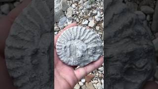 Nice Cretaceous Ammonite Fossil  surface find  while Hunting North Texas Creeks fossilhunting [upl. by Etessil48]