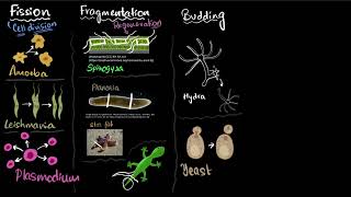 Fission fragmentation regeneration budding spores  Reproduction  Class 10 Bio  Khan Academy [upl. by Ytirehc]