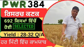 PWR 384 wheat variety detail by Punjab Seed company [upl. by Shermy938]