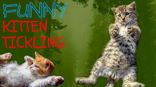 Funniest Cat Tickling Reaction Compilation Youll Ever See [upl. by Fernand24]