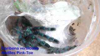 Caribena versicolor Sling Feedings  Antilles Pink Toe Tarantula feedings [upl. by Bolten]