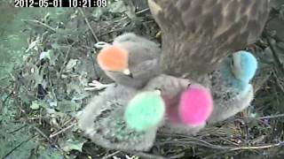 Smallest Redshouldered Hawk nestling swallows snake whole [upl. by Dixon]