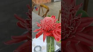 Torch Ginger flower കല്യാണ വേദികൾ ഇനി ഇവൻ ഭരിക്കും💐 shorts flowers wedding torchginger new [upl. by Nylirad]