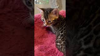 Cute Bengal kitten  Reginamur Bengal Cat’s Cattery  Bengal Kittens for sale [upl. by Stromberg]