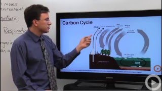 Carbon Cycle [upl. by Uriiah]