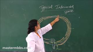 MBBS ANATOMY  Intercostal Space made Easy [upl. by Truc392]