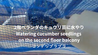 June 4 2024 2階ベランダのキュウリ苗に水やり Watering cucumber seedlings on the second floor balcony [upl. by Oliy707]