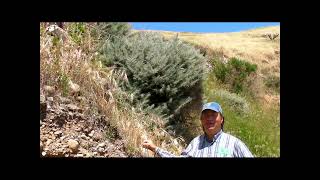 Coastal Sagebrush Artemisia californica Santa Cruz Island Channel Islands National Park [upl. by Lauter]